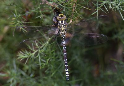 Southern Hawker