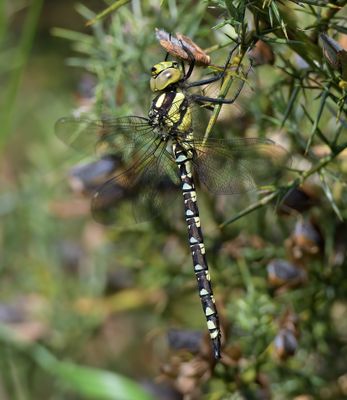 Southern Hawker