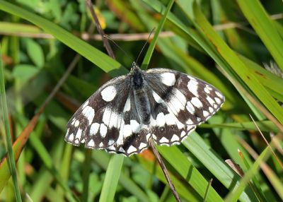 Marbled White