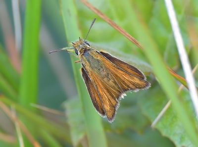Lulworth Skipper
