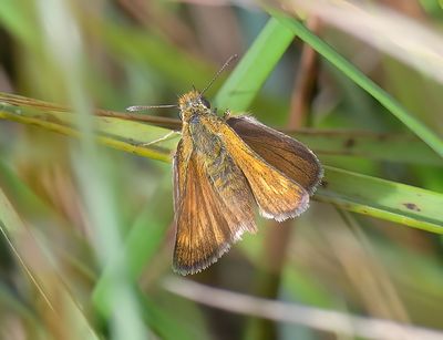 Lulworth Skipper