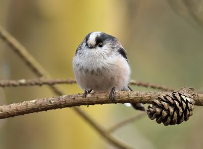 Long-tailed Tit 