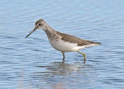 Greenshank