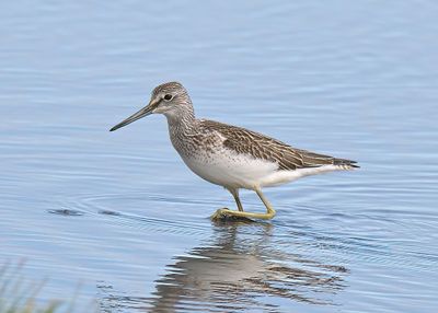 Greenshank