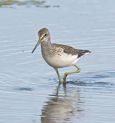 GREENSHANK