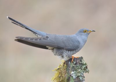 Cuckoo