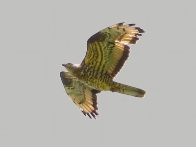 HONEY BUZZARD