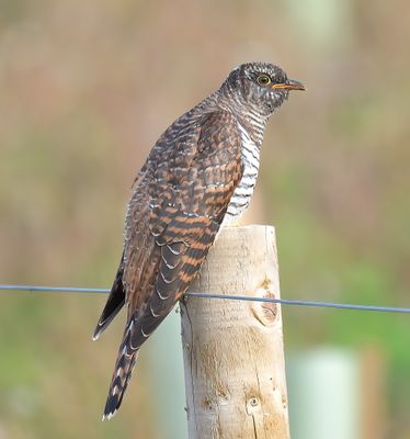 Cuckoo