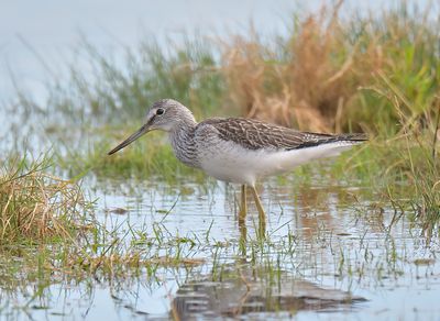 Greenshank