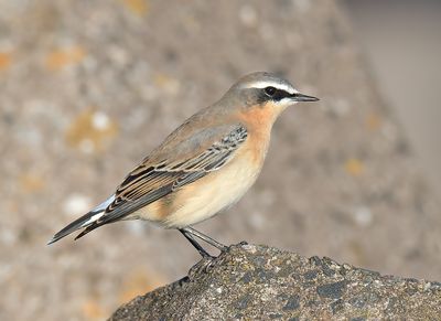 Wheatear