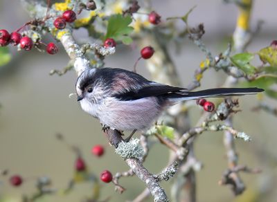 Long-tailed Tit