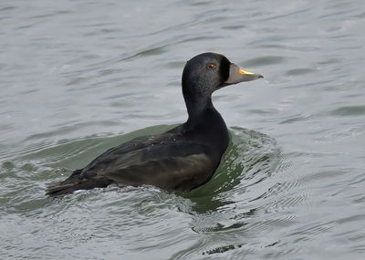 Common Scoter