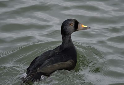 Common Scoter