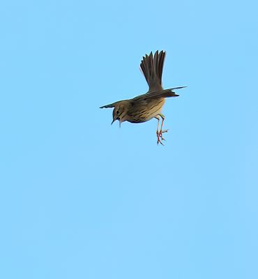 Tree Pipit