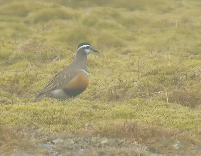 Dotterel 