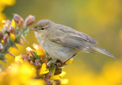 Chiffchaff