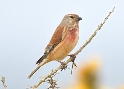 Linnet