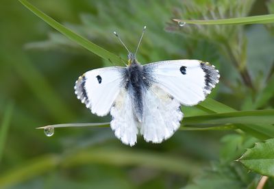 Orange Tip (female)