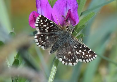 Grizzled Skipper
