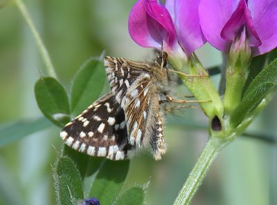 Grizzled Skipper