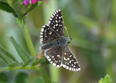 Grizzled Skipper