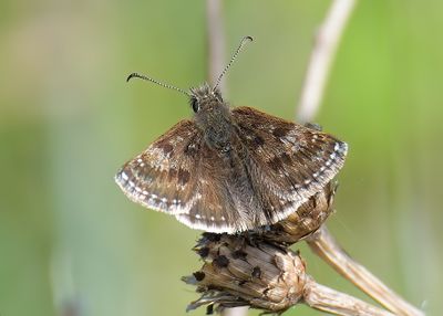 Dingy Skipper