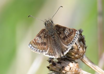 Dingy Skipper
