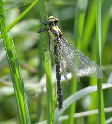 Common Clubtail