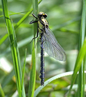 Common Clubtail