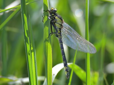 Common Clubtail