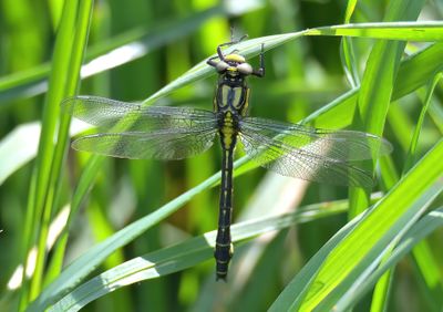 Common Clubtail