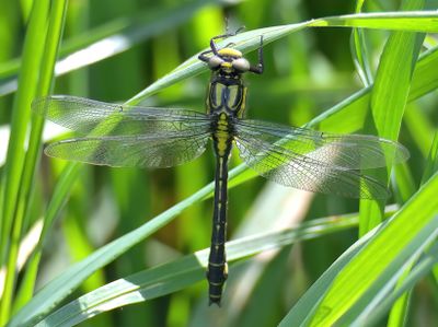 Common Clubtail