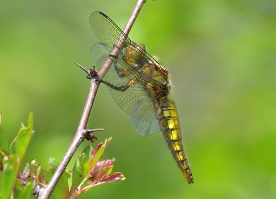 Broad-boddied Chaser 