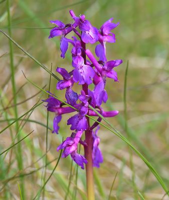 EARLY PURPLE