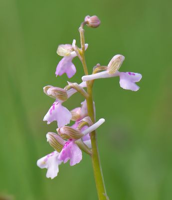 Green-winged Orchid