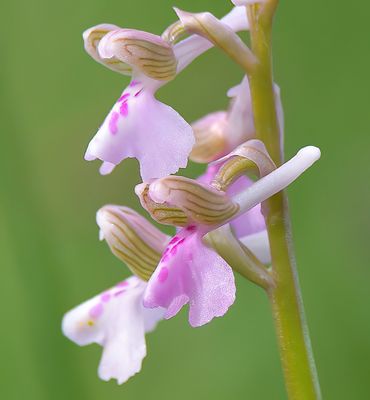 GREEN-WINGED ORCHID