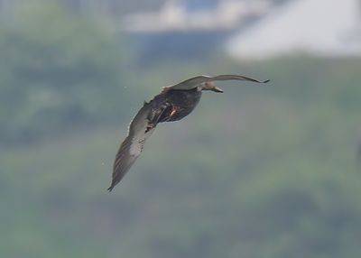 Black Duck