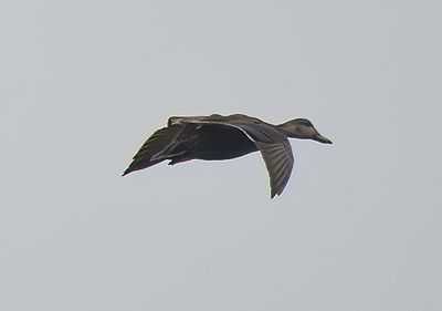 Black Duck
