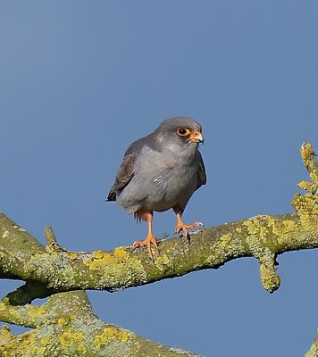 Red-footed Falcon