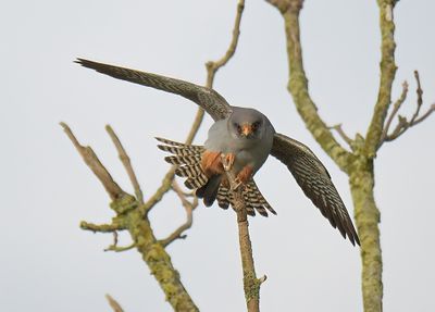 Red-footed Falcon