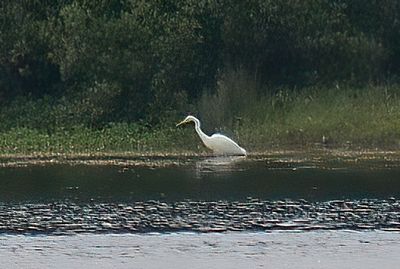 Great White Egret