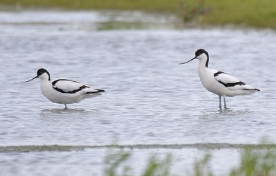 Avocet