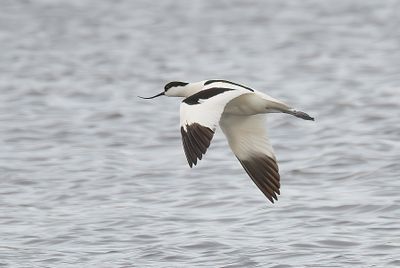Avocet