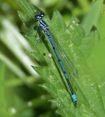 Azure Damselfly