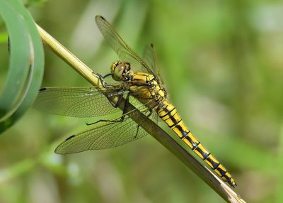 Black-tailed Skimmer