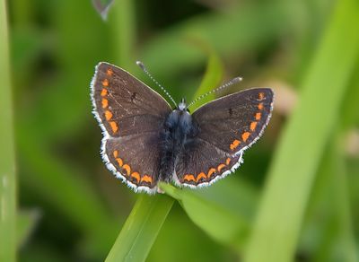 Brown Argus
