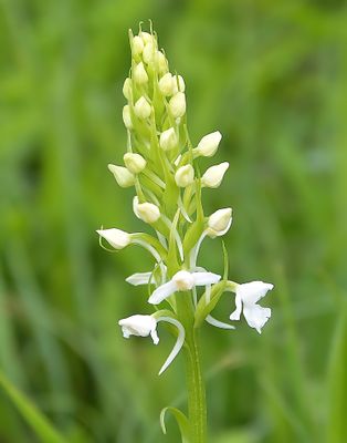 Chalk Fragrant (alba)
