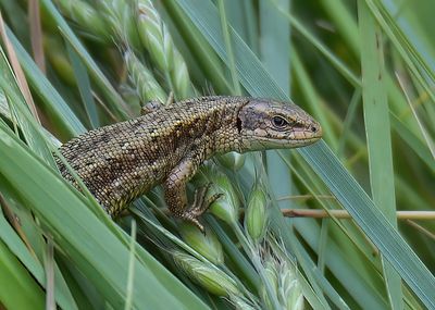 Common Lizard