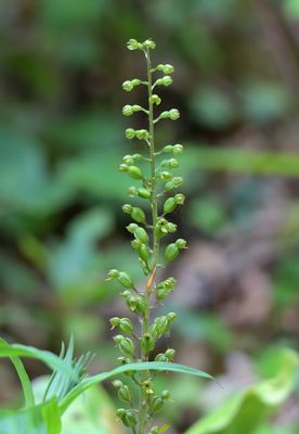 Common Twayblade