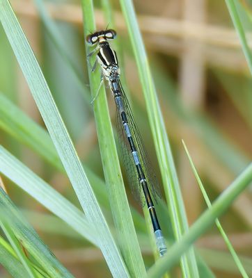 DAINTY DAMSELFLY